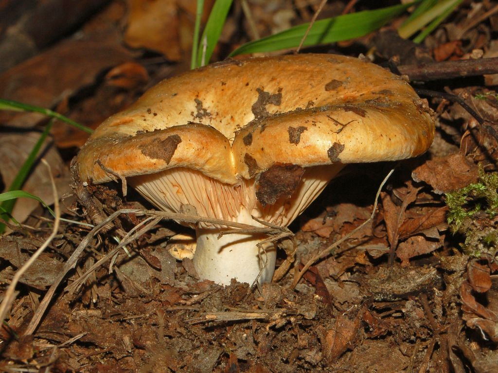 E'' una russula, vero?